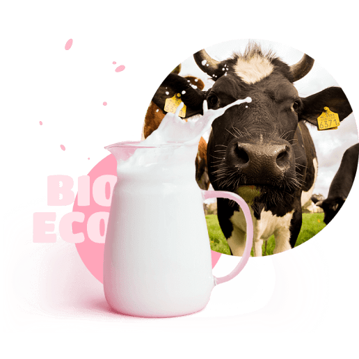 Cow with milk